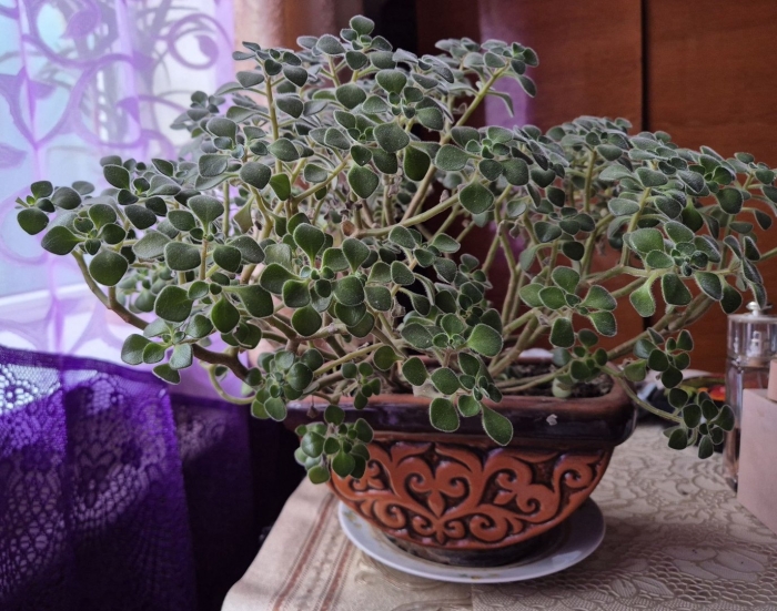 Аихризон или дерево любви