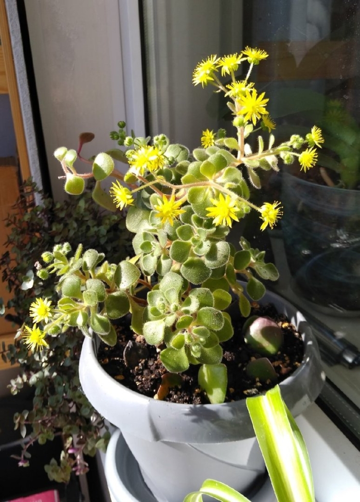 Дерево любви аихризон