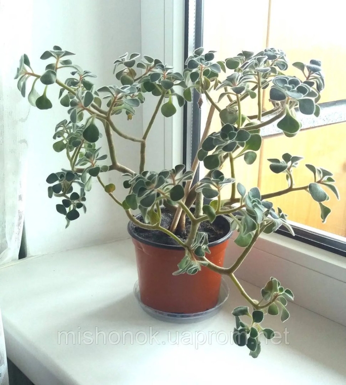 Дерево любви аихризон