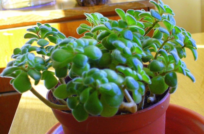 Толстянка аихризон