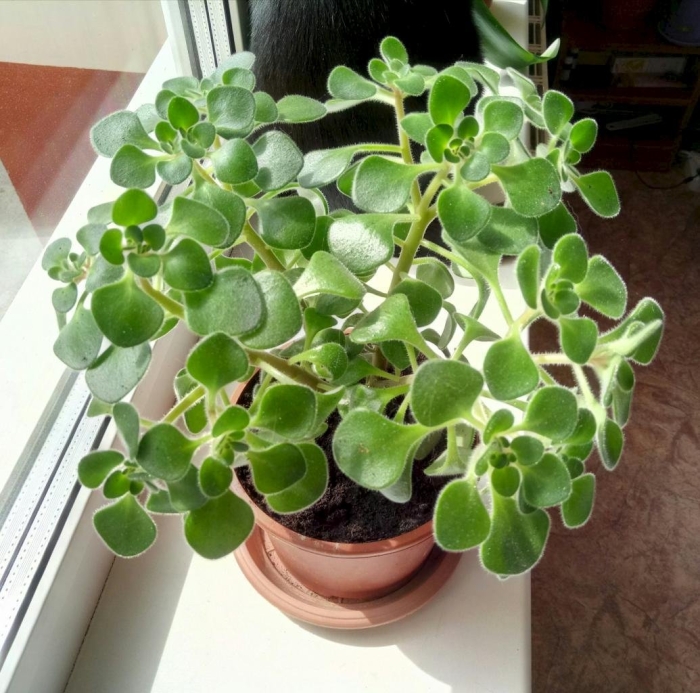 Аихризон растение