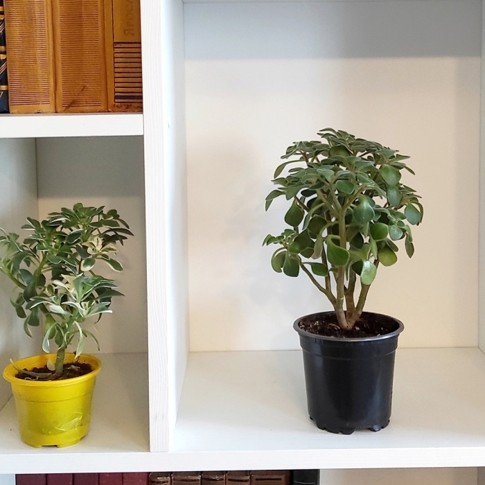 Аихризон домашний