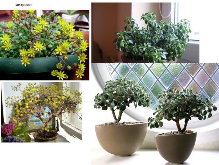 Толстянка аихризон