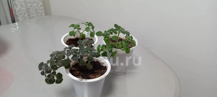 Аихризон пахнет мятой