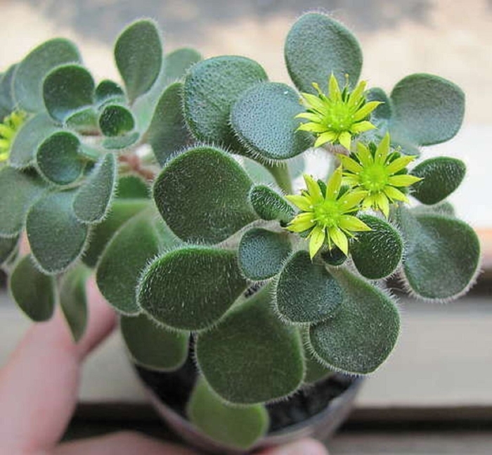 Аихризон дерево любви