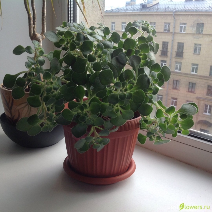 Оксалис. аихризон