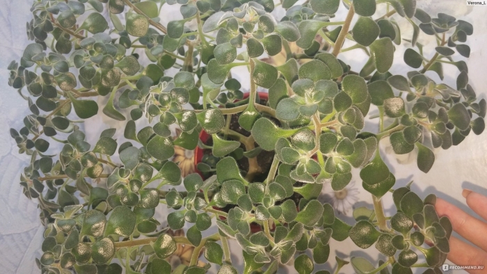 Аихризон дерево любви