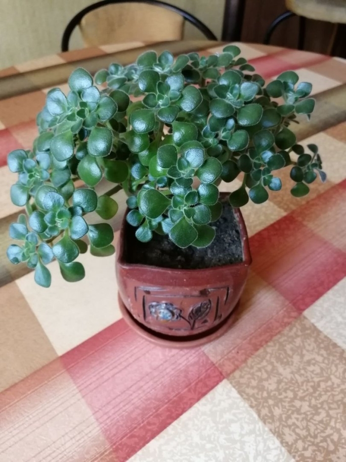 Аихризон суккулент