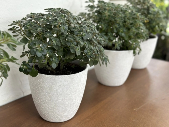 Аихризон цветок комнатный