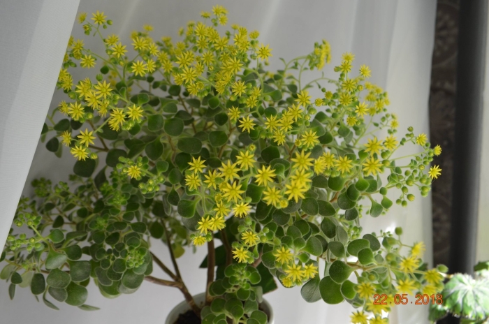 Аихризон цветок