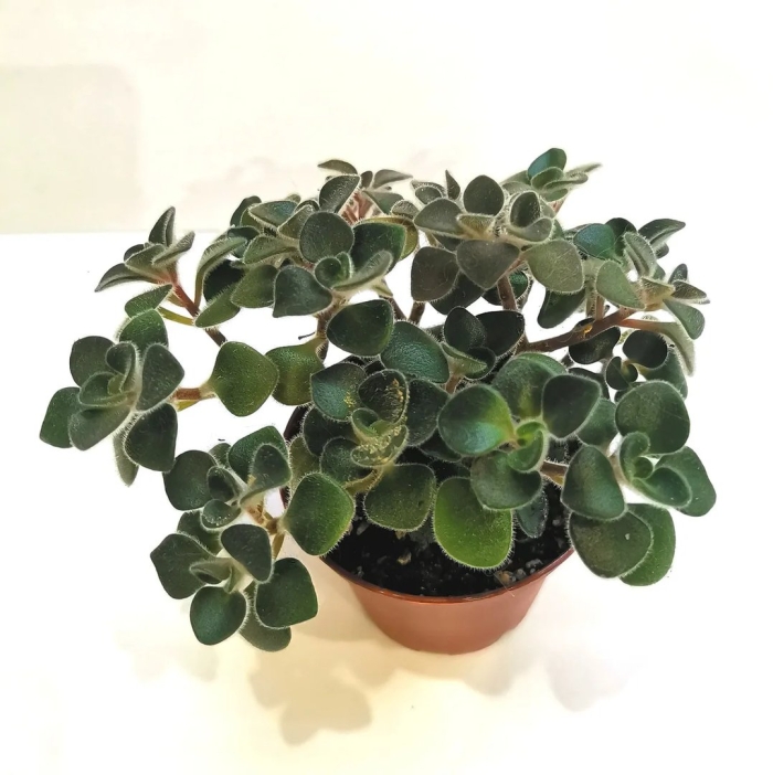 Аихризон цветок комнатный