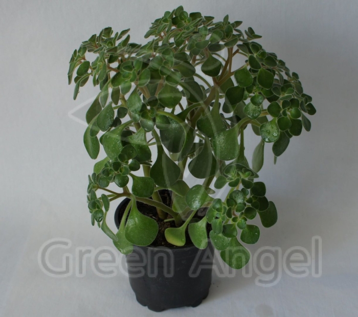 Аихризон цветок комнатный