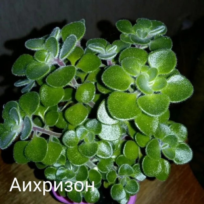 Аихризон дерево любви росток