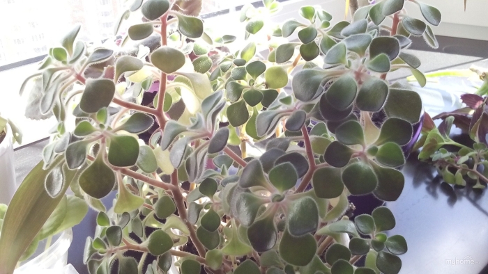 Аихризон цветет