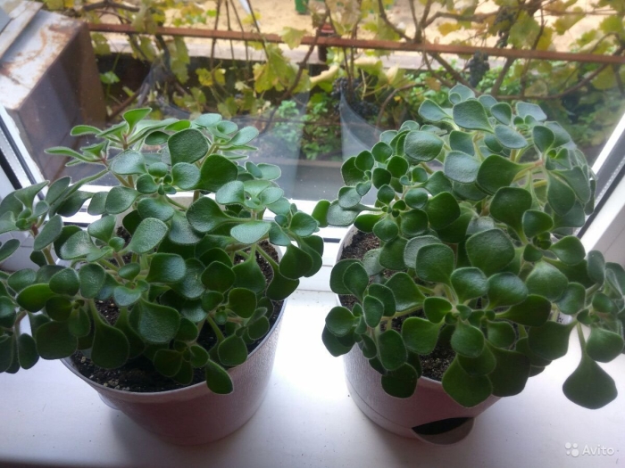 Аихризон бетанкура