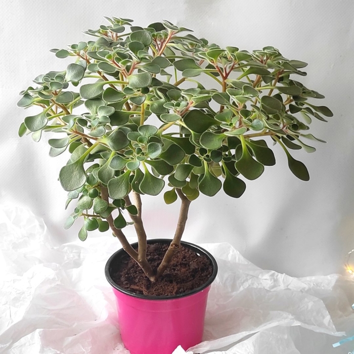 Аихризон дерево любви