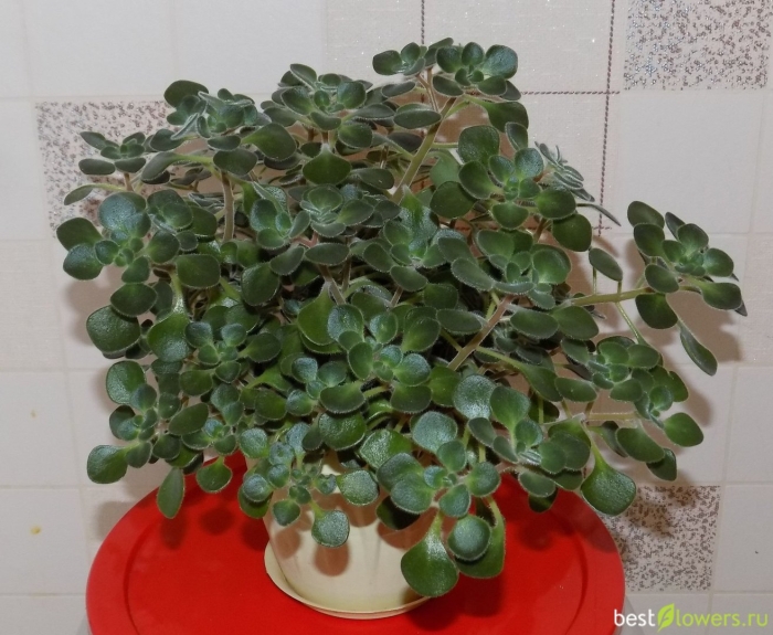 Аихризон росток