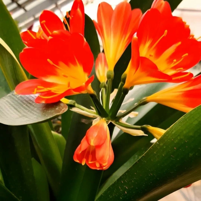 Кливия киноварная