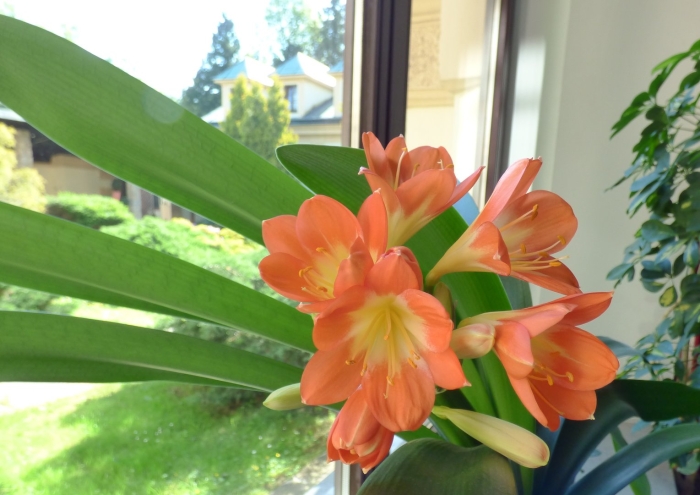 Кливия киноварная