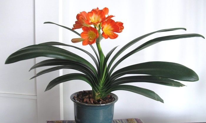 Комнатное растение кливия