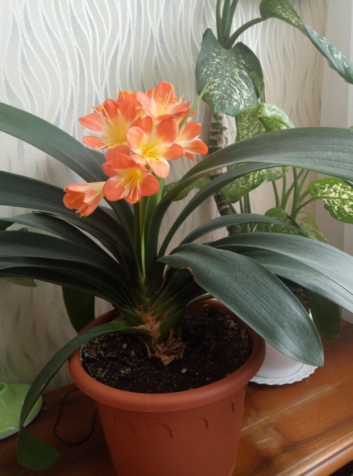 Кливия киноварная