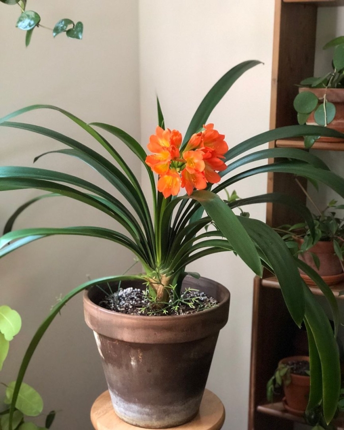 Кливия киноварная