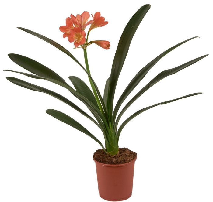 Кливия miniata