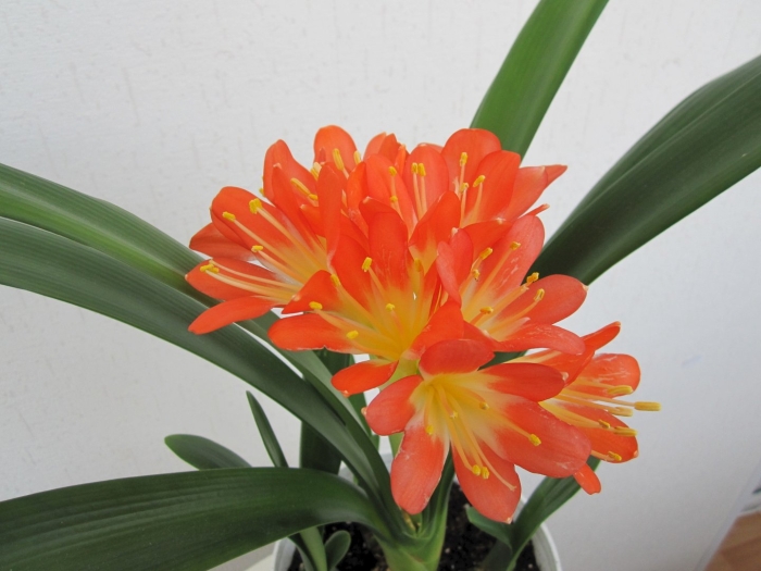 Цветок кливия киноварная