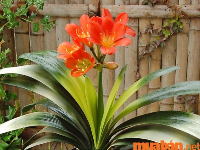 Кливия киноварная