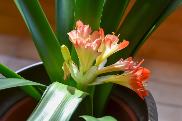 Кливия комнатные растения