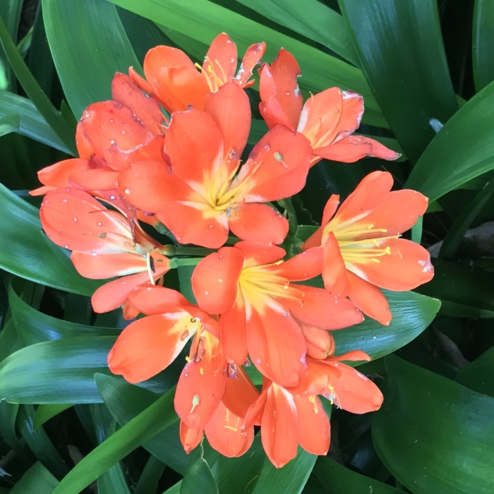 Кливия киноварная