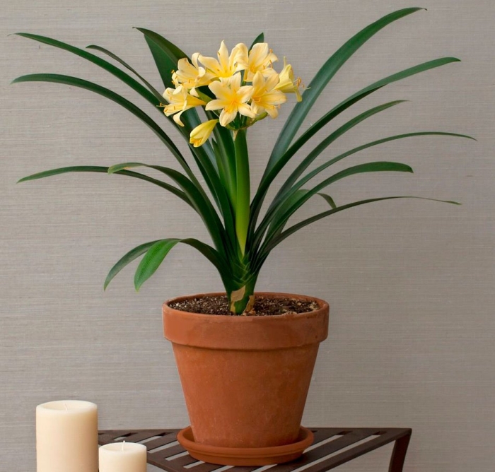 Кливия киноварная