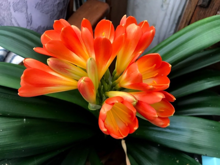 Кливия цветение