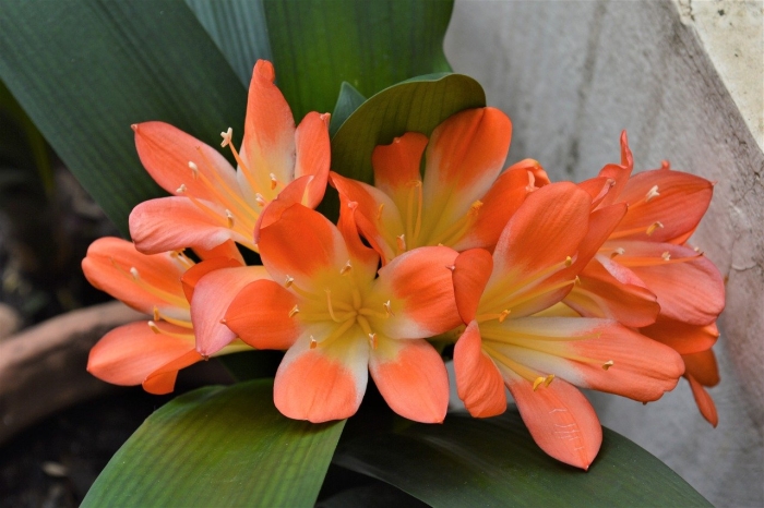 Комнатный цветок кливия