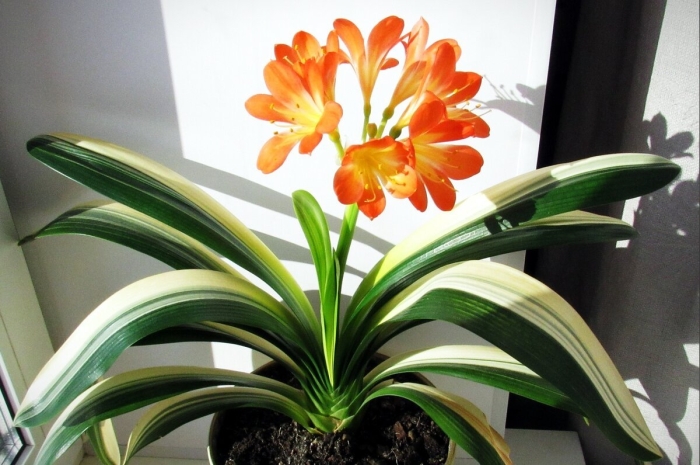 Кливия  виктория