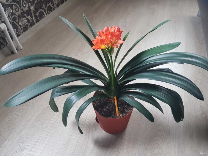 Кливия киноварная