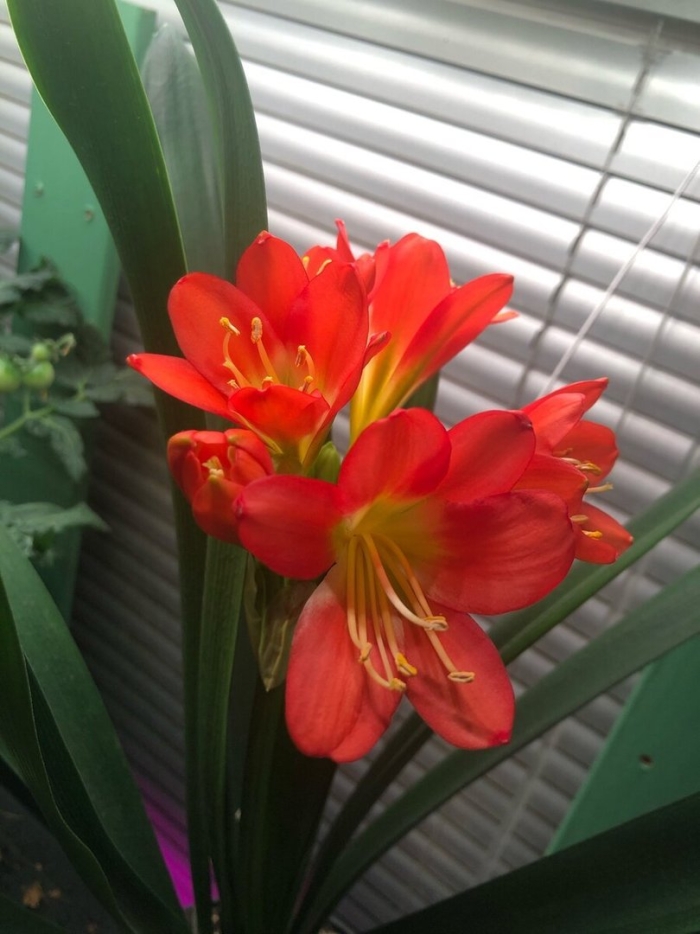 Кливия киноварная