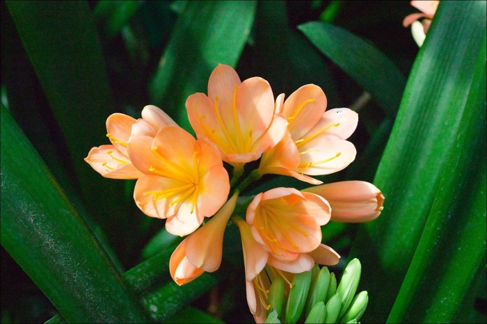 Цветок кливия