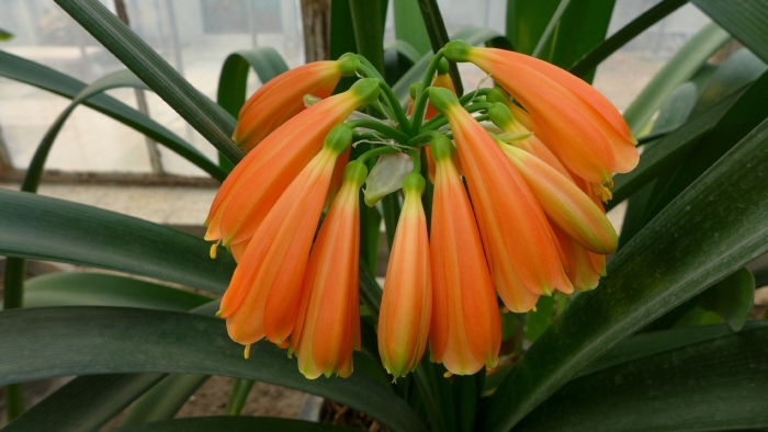 Clivia nobilis