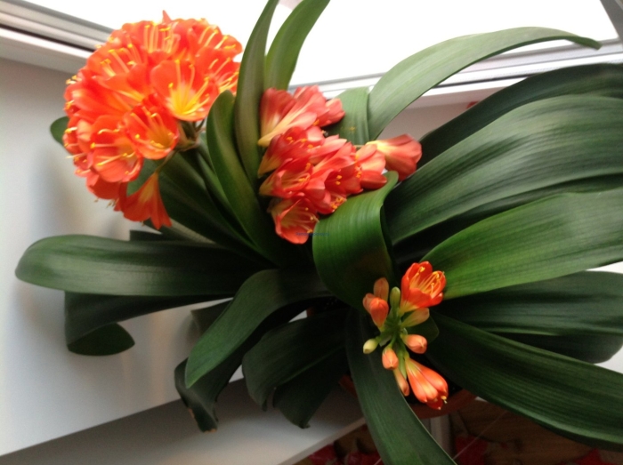 Кливия киноварная