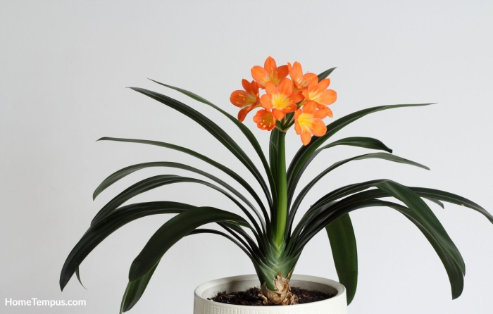 Кливия киноварная