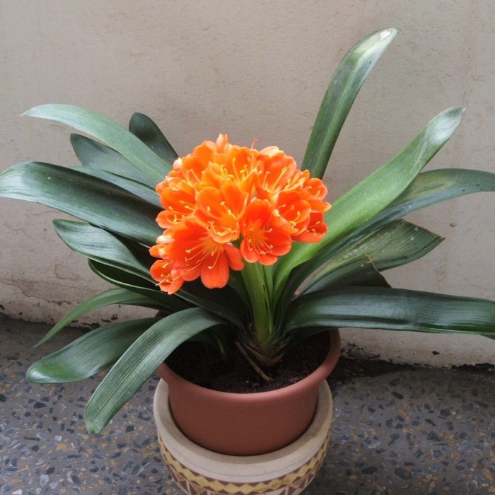 Кливия киноварная корни