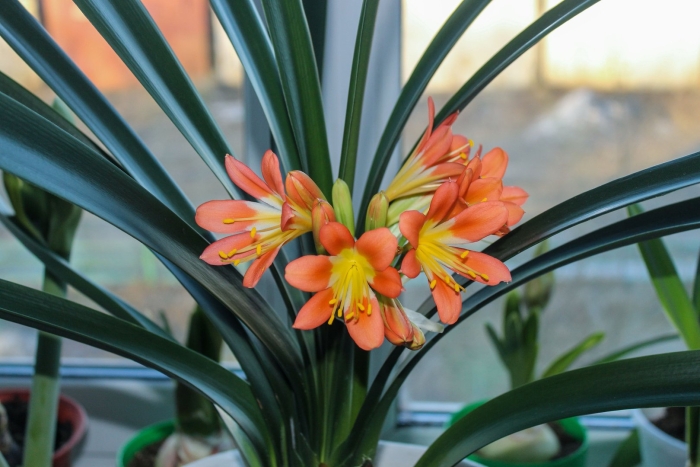 Кливия киноварная