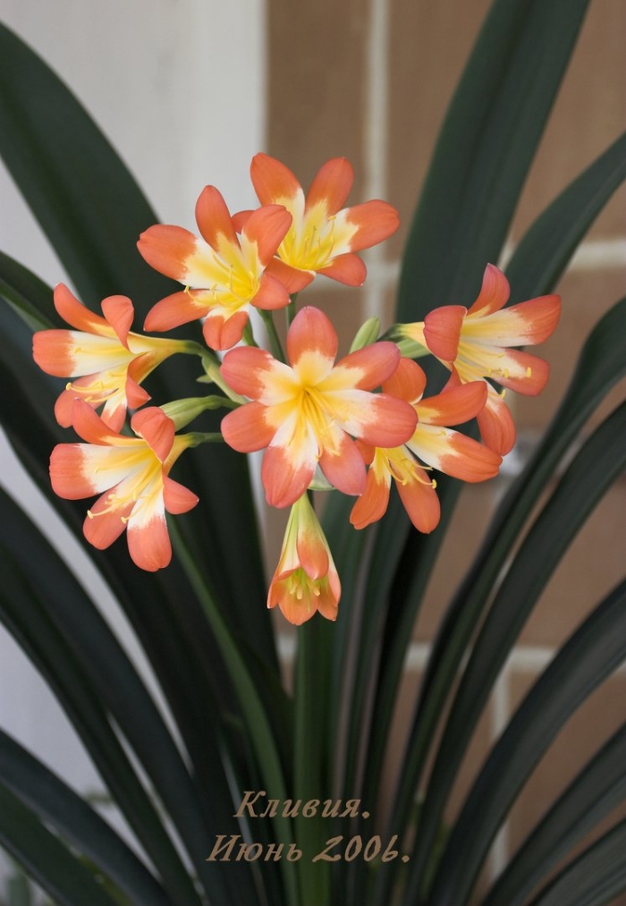 Цветок кливия киноварная