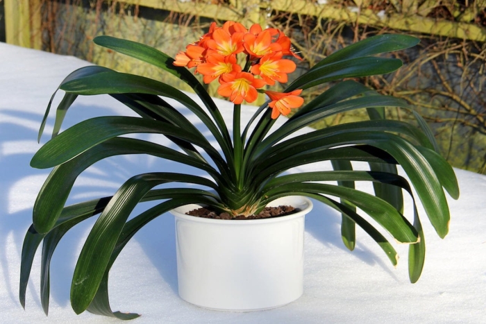 Кливия киноварная