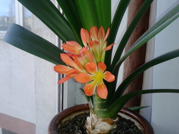 Кливия цветок