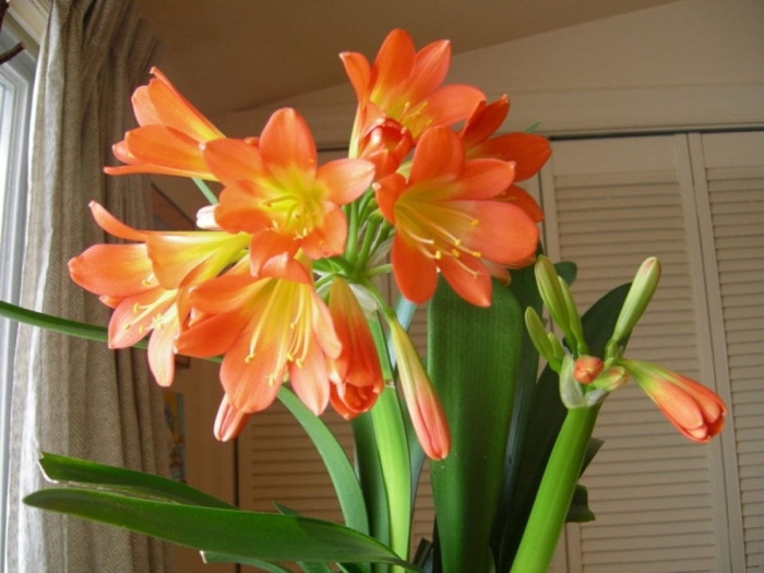 Кливия киноварная