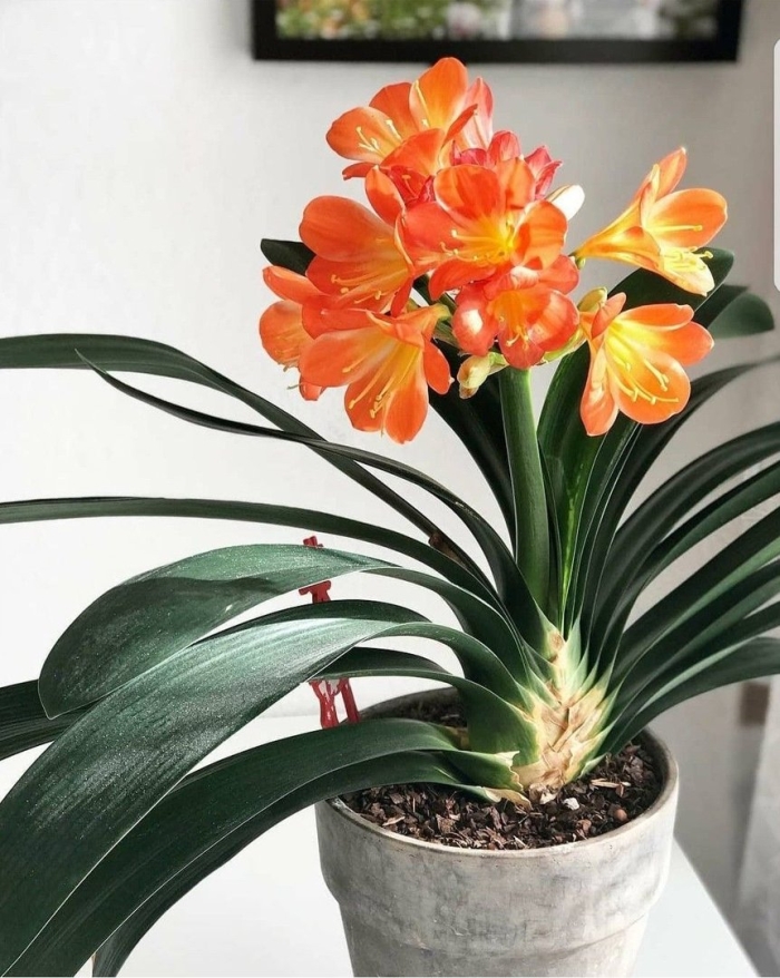 Цветок луковичный