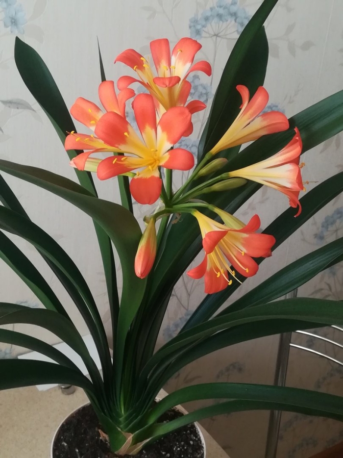 Комнатное растение кливия