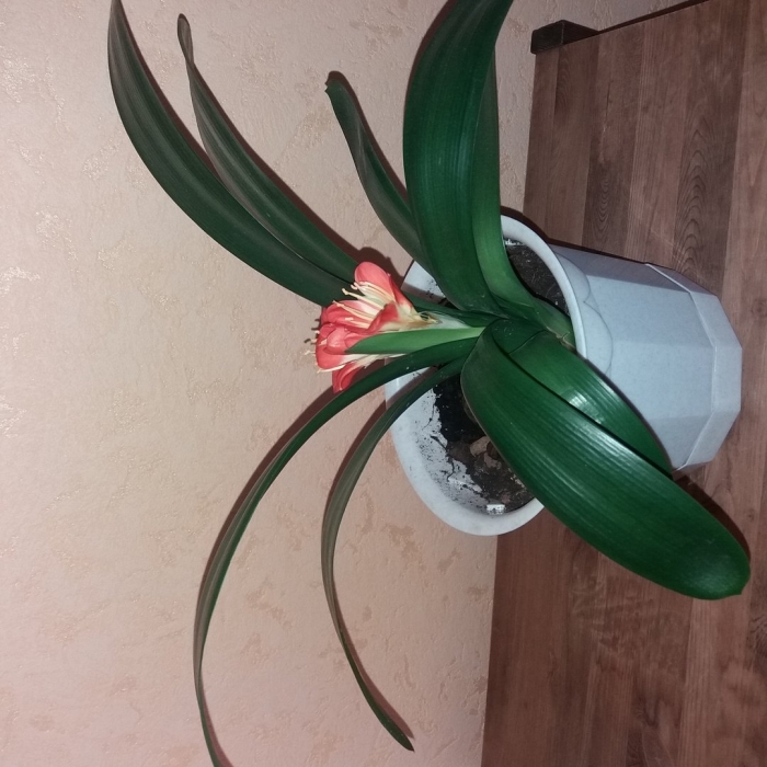 Комнатное растение кливия